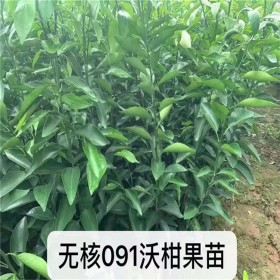 果苗批發(fā) 無核沃柑苗 091無核沃柑苗 廠家直銷