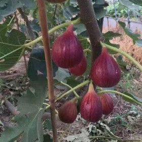 果樹(shù)苗 品種齊全無(wú)花果苗基地直銷