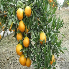 四川基地直供春見柑橘樹苗 優(yōu)質(zhì)春見苗小葉香橙嫁接春見苗批發(fā)