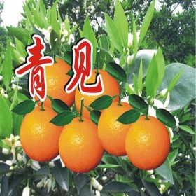 靑見(jiàn)苗   苗木木場(chǎng)基地直銷嫁接青見(jiàn)苗 優(yōu)質(zhì)果樹(shù)苗包成活小苗批發(fā)