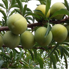 蜂糖李子苗   購苗蜂糖李子苗報(bào)價(jià)、1公分蜂糖李子苗產(chǎn)地