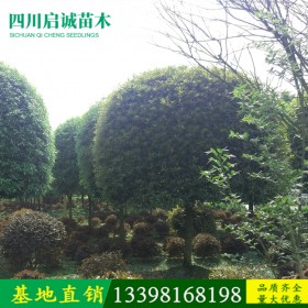 成都桂花小苗批發(fā) 優(yōu)質(zhì)桂花苗供應基地 綠化桂花苗