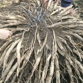 紅花對葉百部苗種植基地 百部種苗直銷 量大從優(yōu)