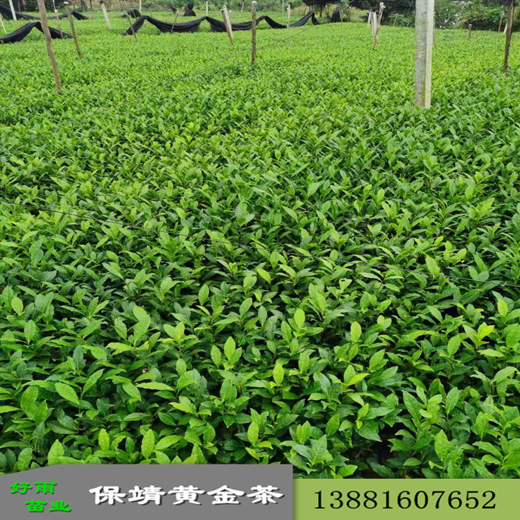 保靖黃金茶1號(hào)苗 廠家直銷(xiāo)