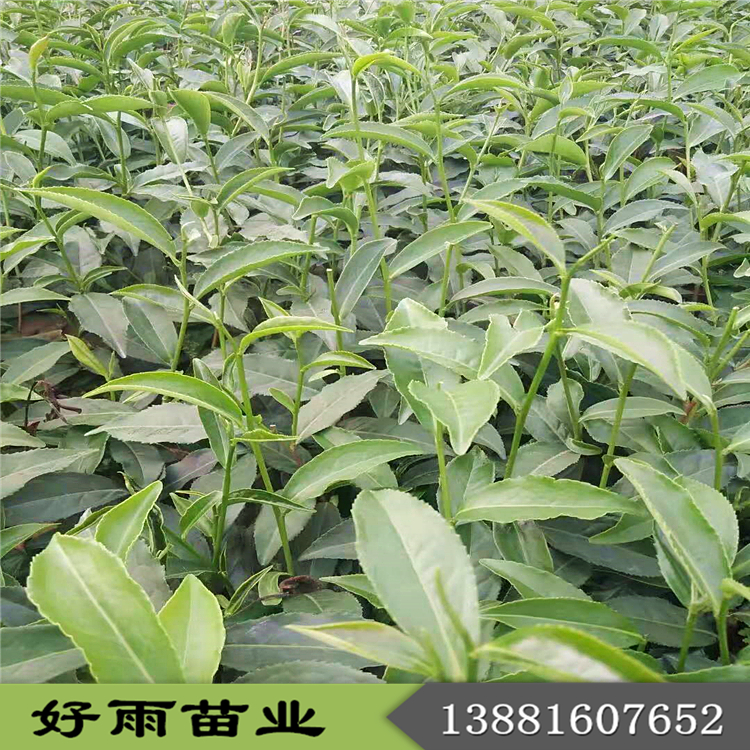 四川梅占茶苗 茶苗批發(fā)價格合理