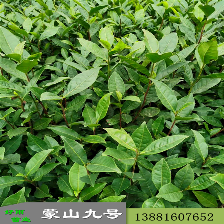 蒙山4號蒙山9號批發(fā) 基地福云6號質(zhì)量好