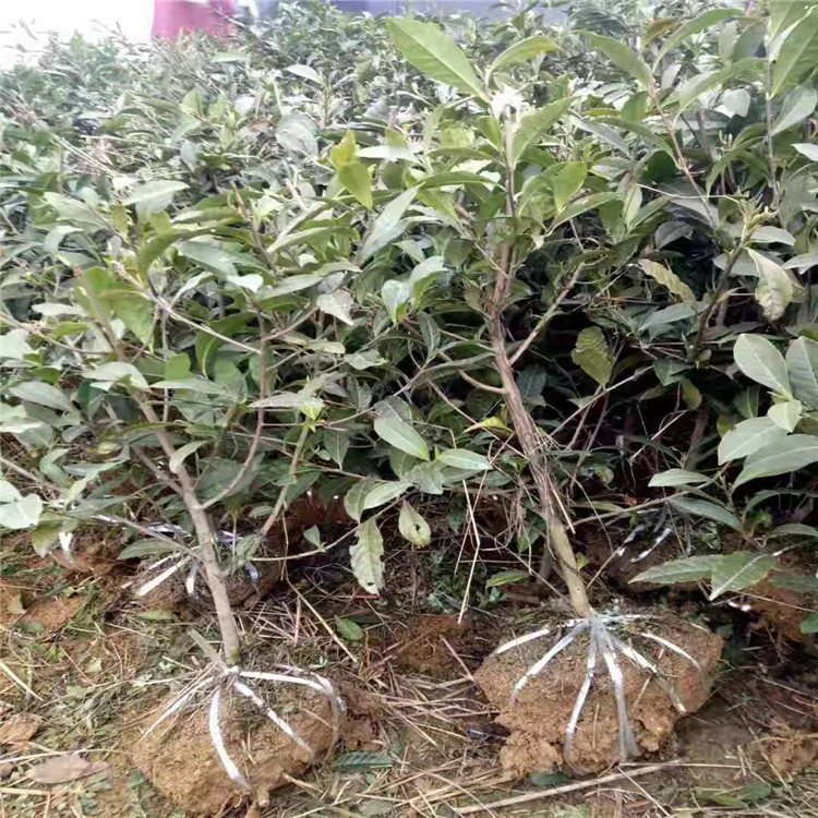 大茶樹 特色茶樹苗批發(fā) 量大從優(yōu) 好雨苗木