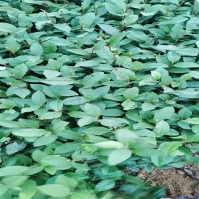 福鼎白茶苗     茶樹茶葉苗一年生冬插苗良種繁育基地    根系發(fā)達