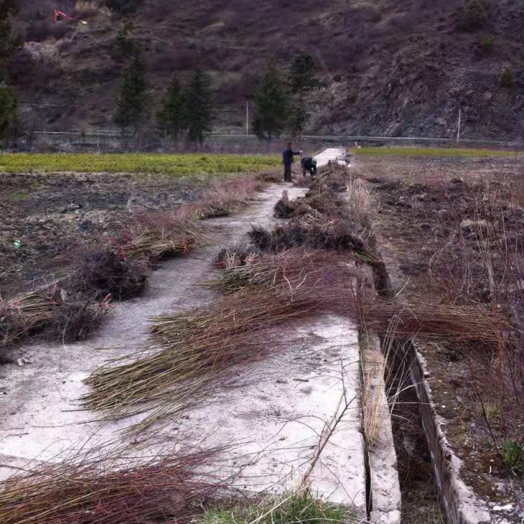 四川高山柳樹(shù)苗批發(fā) 垂柳批發(fā) 綠化柳樹(shù)苗批發(fā)