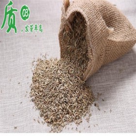 多年生黑麥草種子 出售南方型黑麥草籽 成都牧草種子中心價(jià)格 噴播種子