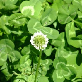 白三葉基地種植價(jià)格 多年生白三葉種子 白三葉草坪產(chǎn)地直銷