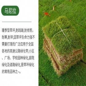 暖冬型馬尼拉草坪 園林植物綠化草坪 精品馬尼拉草皮