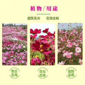 喜光照波斯菊 基地供應(yīng)波斯菊 宿根花蕊觀賞菊