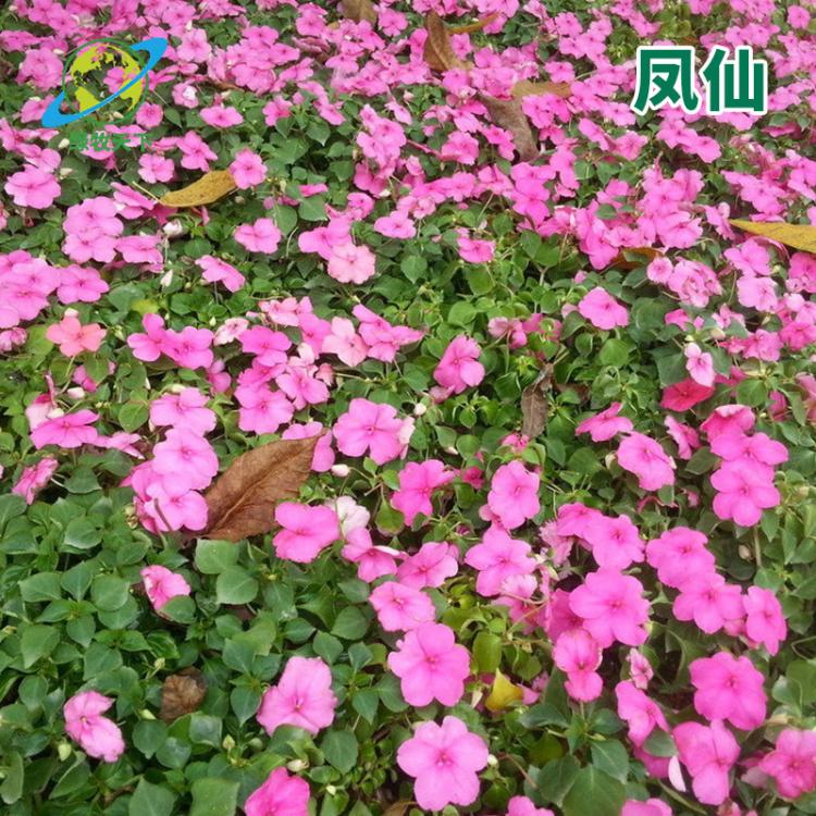 批發(fā)茶花鳳仙觀賞植物易種植