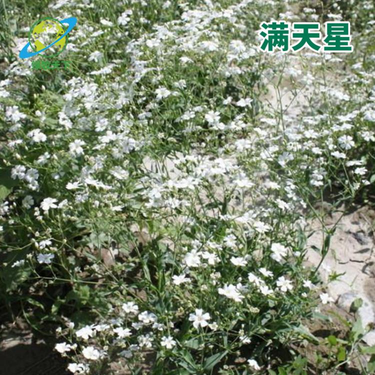 大花滿天星種子 景觀滿天星草花種子 成都種子批發(fā)價格