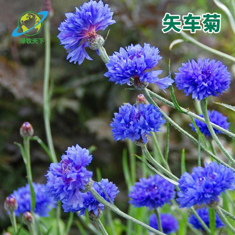 廠家供應(yīng)矢車菊種子藍(lán)芙蓉種子 翠蘭荔枝菊打造花海種子批發(fā)