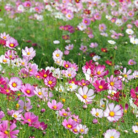 廠家供應(yīng)四季花草 花海景觀波斯菊 家庭園藝多季花卉種子