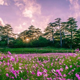 草花菊花種子 野花組合 波斯菊中桿 易播速生工程綠化草種花種出售