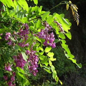 成都草種 紫穗槐 草種 草籽批發(fā) 紫穗槐種子 草種批發(fā)