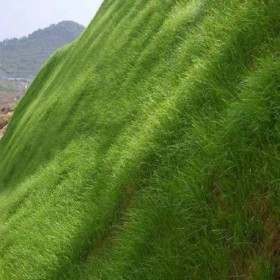 四川草種 高羊茅牧草 草籽 高羊茅 道路綠化 高羊茅草籽批發(fā)