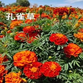 觀賞花卉紅色孔雀草種子基地 草籽出售 綠牧天下