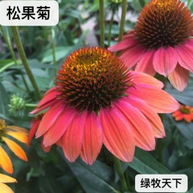 多年生草原花卉 松果菊種子 綠化花卉種子 園藝花卉 易種植紫松果菊