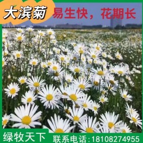 基地供應(yīng)草花大濱菊 濱菊 濱菊花卉 盆栽花卉 綠化護(hù)坡園林地被