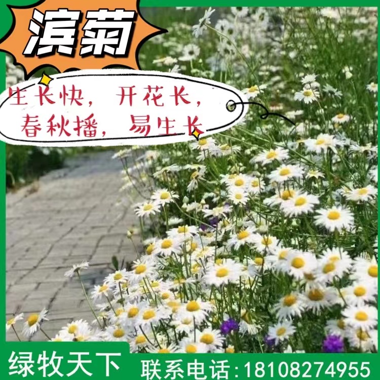 濱菊種子 批發(fā)大濱菊 四川種子批發(fā)廠家