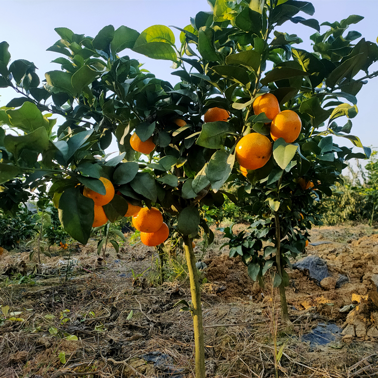 盛照愛媛紅美人柑橘苗基地直發(fā) 掛果率高 提供建園指導(dǎo)