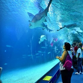 四川水族館18cm亞克力厚板觀賞魚(yú)缸 水族館魚(yú)缸定制