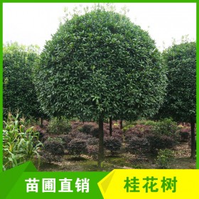 成都高分枝桂花樹(shù)批發(fā) 14cm桂花樹(shù) 工程綠化行道樹(shù)風(fēng)景 高分支桂花樹(shù)