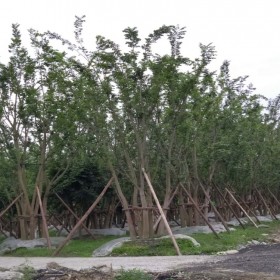 四川樸樹種植 基地直銷 叢生樸樹批發(fā) 樸樹苗木