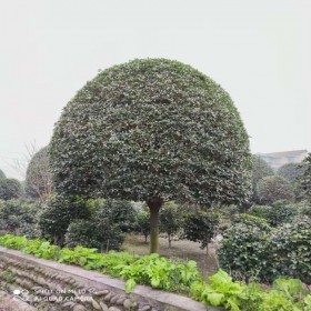 單桿桂花 四川單桿桂花樹(shù) 工程苗木叢生桂花樹(shù)