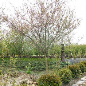 西府海棠 基地批發(fā) 西府海棠苗 庭院觀花植物 園林別墅綠植 規(guī)格齊全