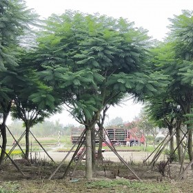 藍(lán)花楹基地直銷 四川高桿藍(lán)花楹 行道樹藍(lán)花楹供應(yīng)