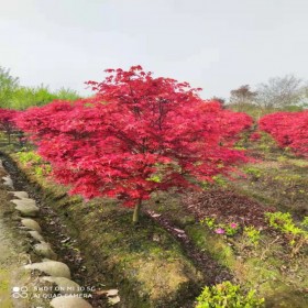 叢生多桿美國紅楓 基地現(xiàn)挖 園林景觀紅楓樹 多桿紅楓價格