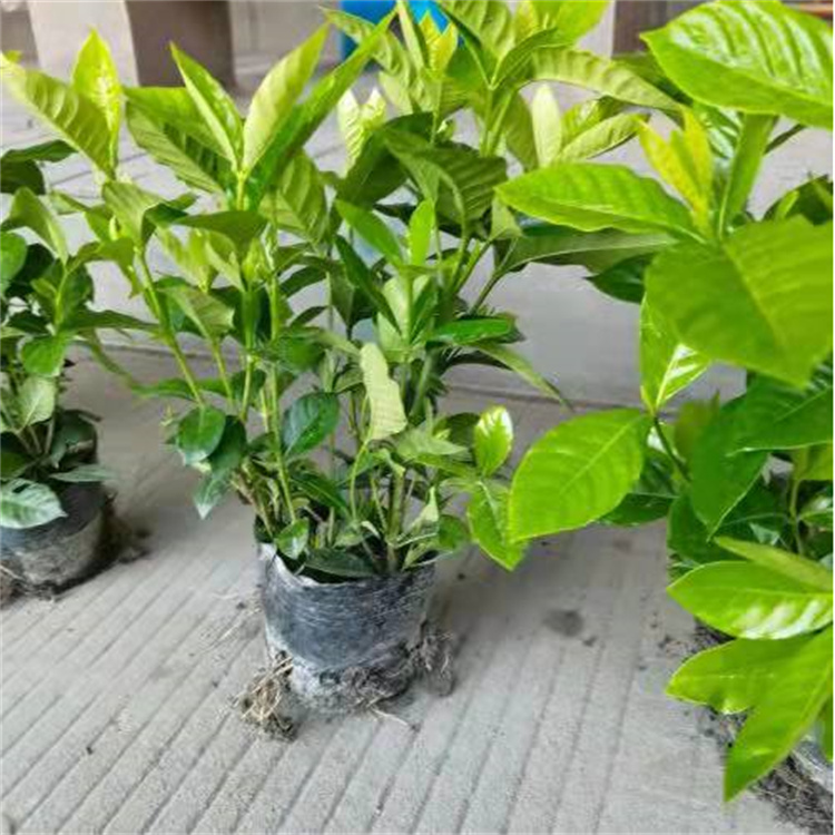 大葉梔子杯苗地苗高度30-40公分 園林綠化工程苗木常綠灌木梔子花