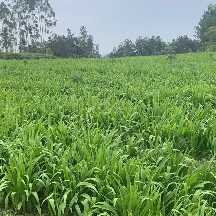 川射干苗 基地種植鳶尾科植物干燥根莖 批發(fā)