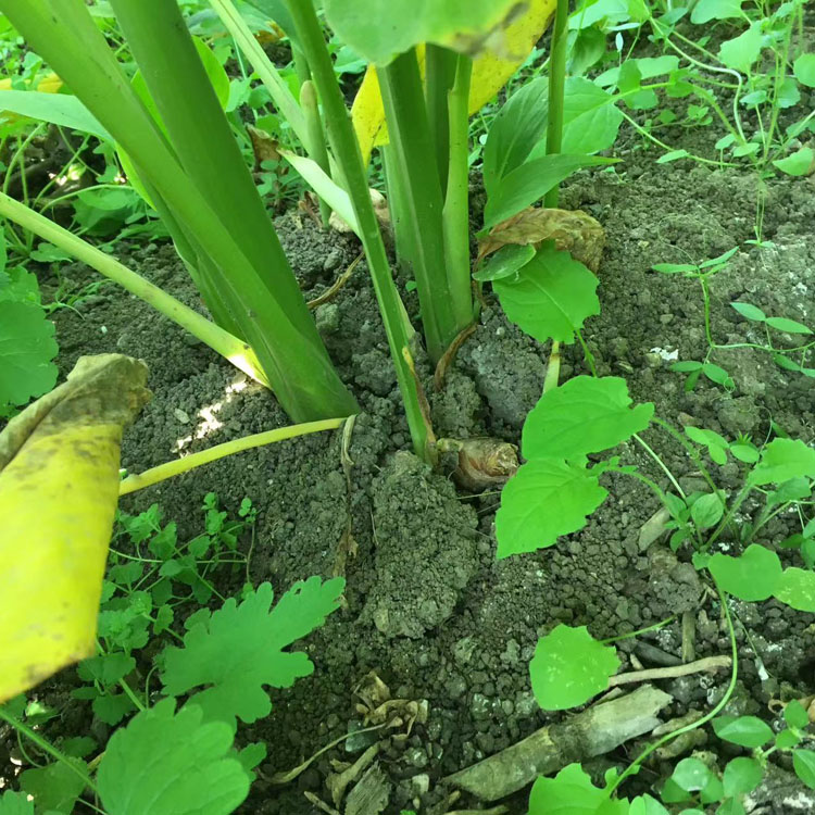 中藥材姜黃郁金 批發(fā) 蔬菜調(diào)味用 農(nóng)家種植