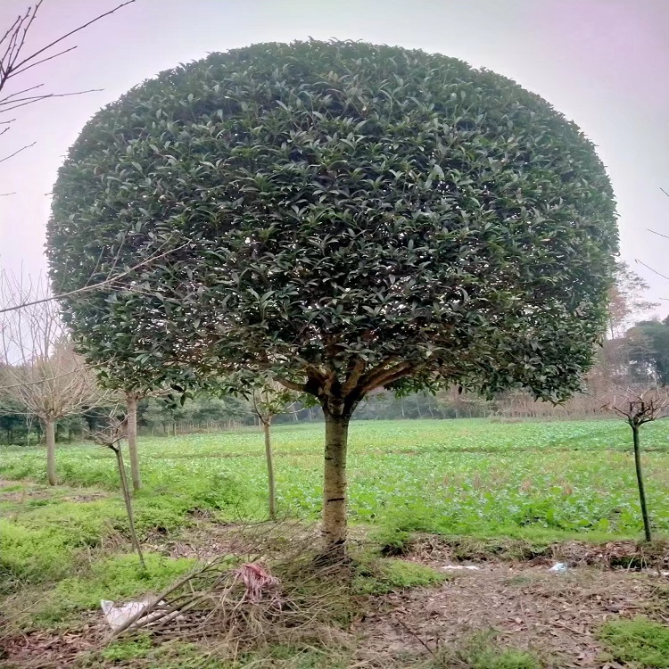 十五公分桂花 小區(qū)行道造型基地直售四季常青園林高桿桂花樹