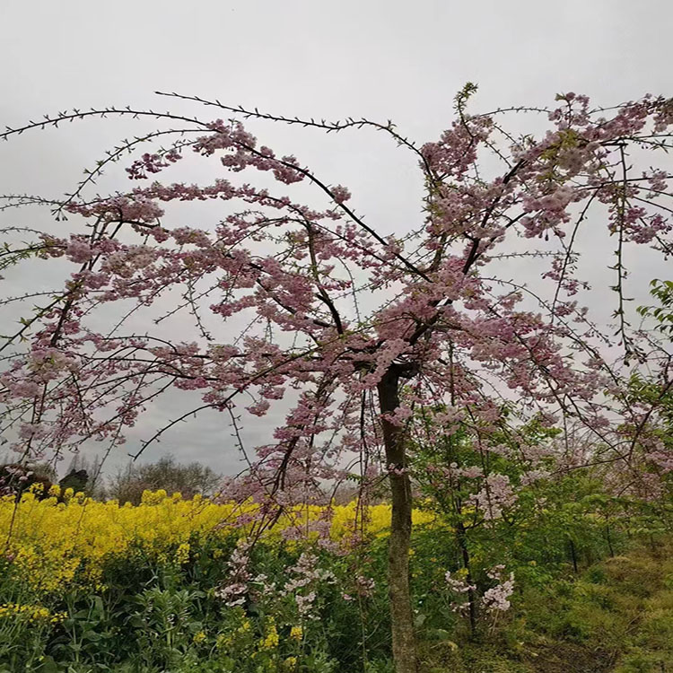 八公分垂枝櫻花 冠幅飽滿適應性強 景區(qū)園林綠化行道樹