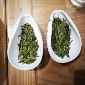 龍井43茶苗 龍井黃茶葉苗 長(zhǎng)葉茶苗價(jià)格 成都龍井茶苗精選廠家