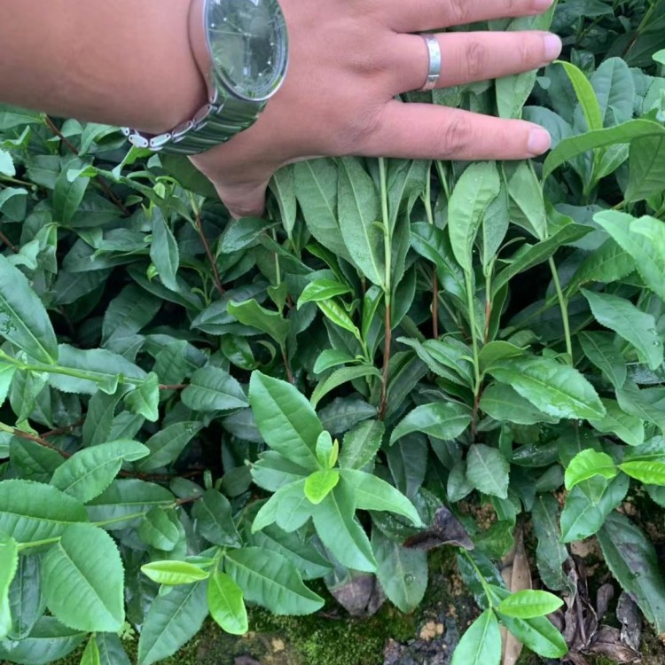 紫鵑茶苗 廠家價(jià)格優(yōu)惠 無水茶苗  種植基地品種齊全