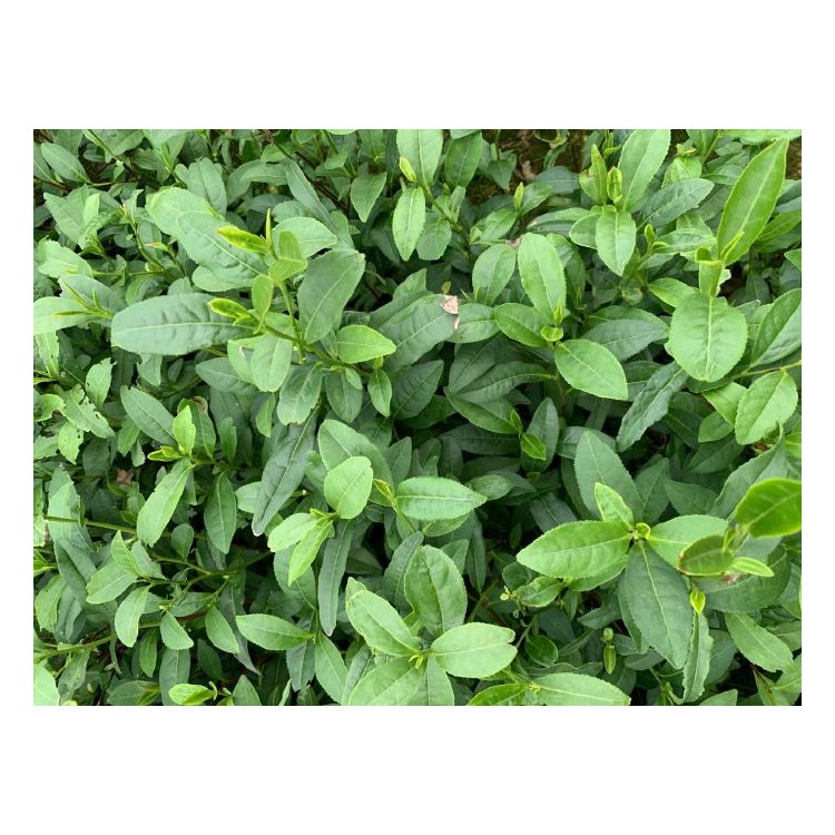 中茶108茶苗 廠家供應 紫鵑茶苗  廠家供應