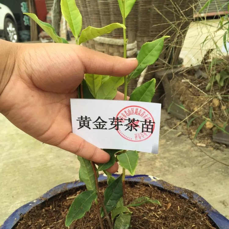 奶白茶苗 廠家價格優(yōu)惠 云南大葉茶樹苗  優(yōu)質(zhì)茶葉樹苗批發(fā)