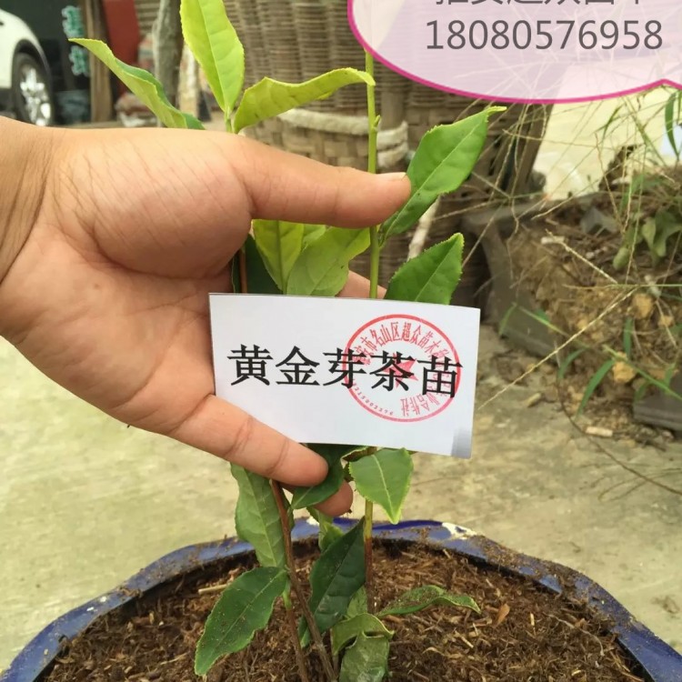 無(wú)水茶苗 生產(chǎn)基地 黃金芽茶苗  基地直銷