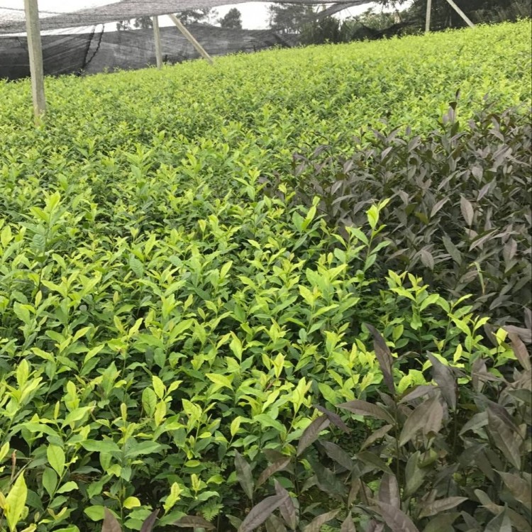 福鼎大白茶苗 批發(fā)電話(huà) 蒙山9號(hào)茶苗  種植基地品種齊全