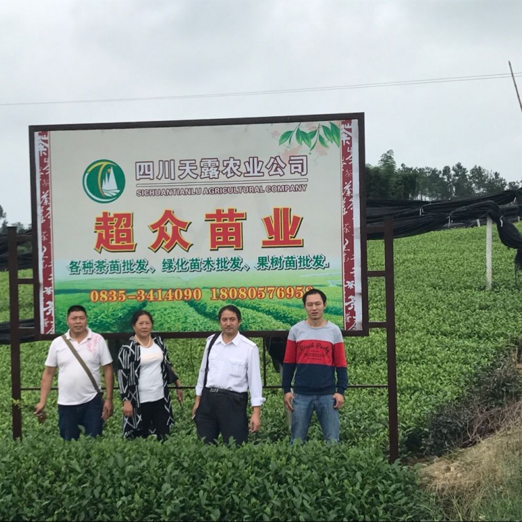 無水茶苗 生產(chǎn)基地 龍井43茶苗  優(yōu)質(zhì)茶葉樹苗批發(fā)