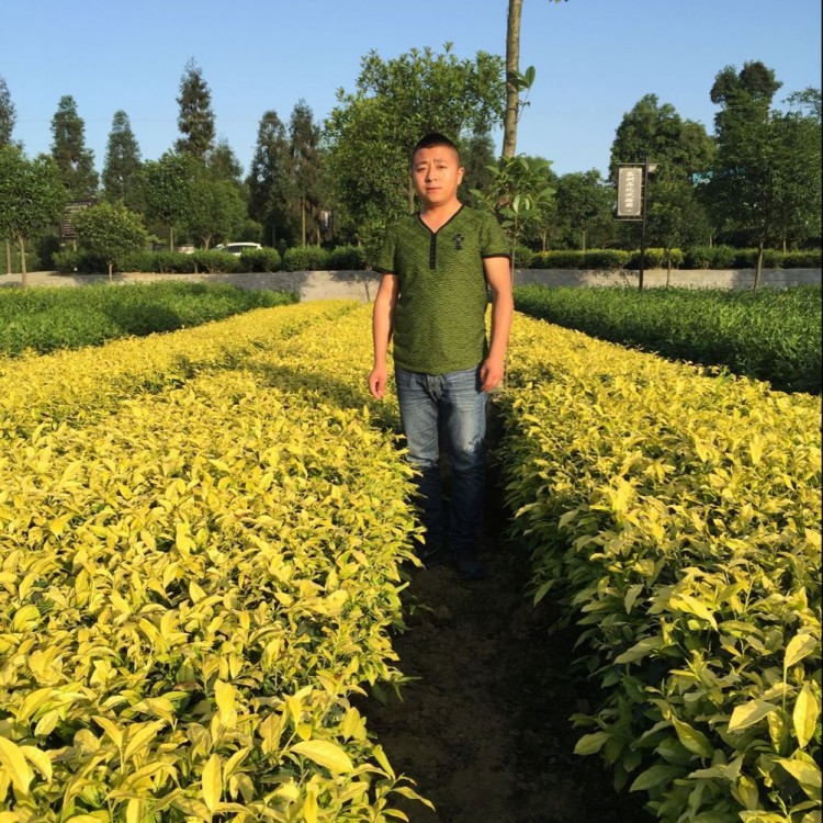 黃金芽茶苗 生產基地 龍井43茶苗  生產基地