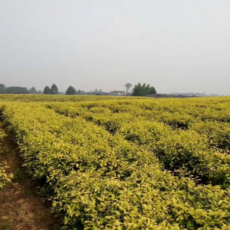 黃金芽茶苗 價格 紫鵑茶苗  廠家價格優(yōu)惠